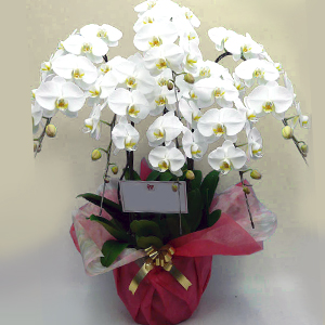 プラチナ胡蝶蘭　最高級6本立ち　白