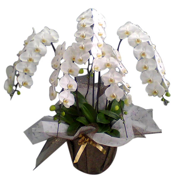 プラチナ胡蝶蘭　最高級5本立ち　白 