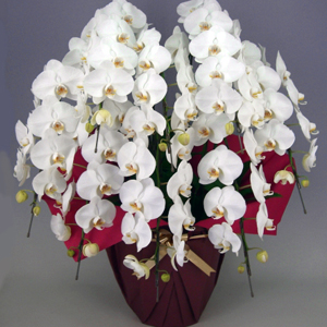 プラチナ胡蝶蘭　最高級8本立ち 白