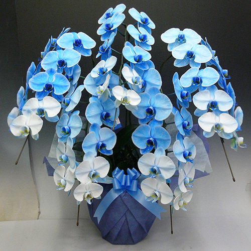 プラチナ胡蝶蘭「クリスタル ブルー」　（大型タイプ　5f45blu）