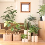開店 開業 開院祝いに贈りたい観葉植物のおすすめ ５選 各種お祝い花から供花までお花贈りの情報まとめサイト 花秘書